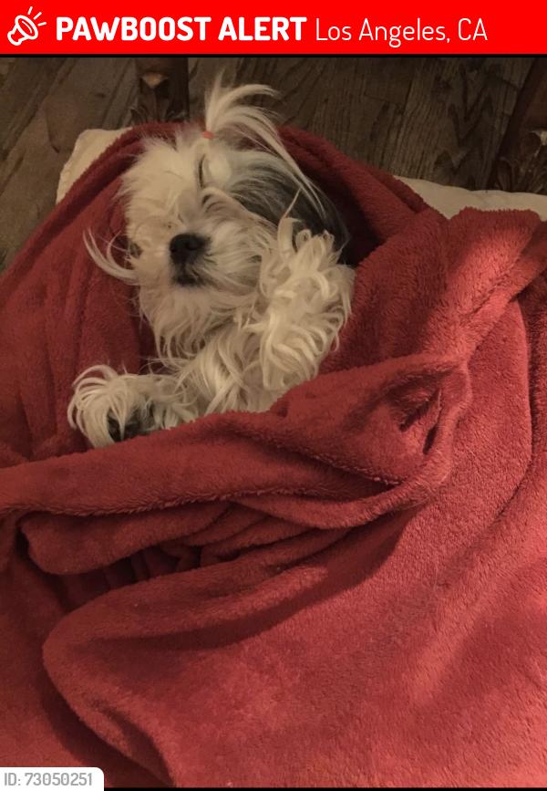 Lost Female Dog last seen On future st, Los Angeles, CA 90065