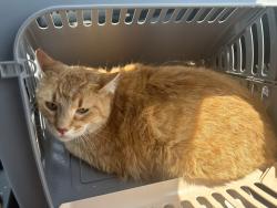 Lost Male Cat last seen 17th and central, Dubuque, IA 52001