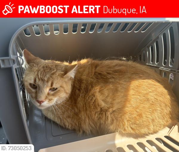 Lost Male Cat last seen 17th and central, Dubuque, IA 52001