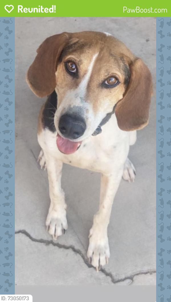 Reunited Male Dog last seen Jeanette Ln and Merced , Baldwin Park, CA 91706