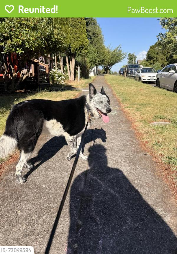 Reunited Male Dog last seen S Oakes st and s 13th st, 98405 Tacoma Wa, Tacoma, WA 98405