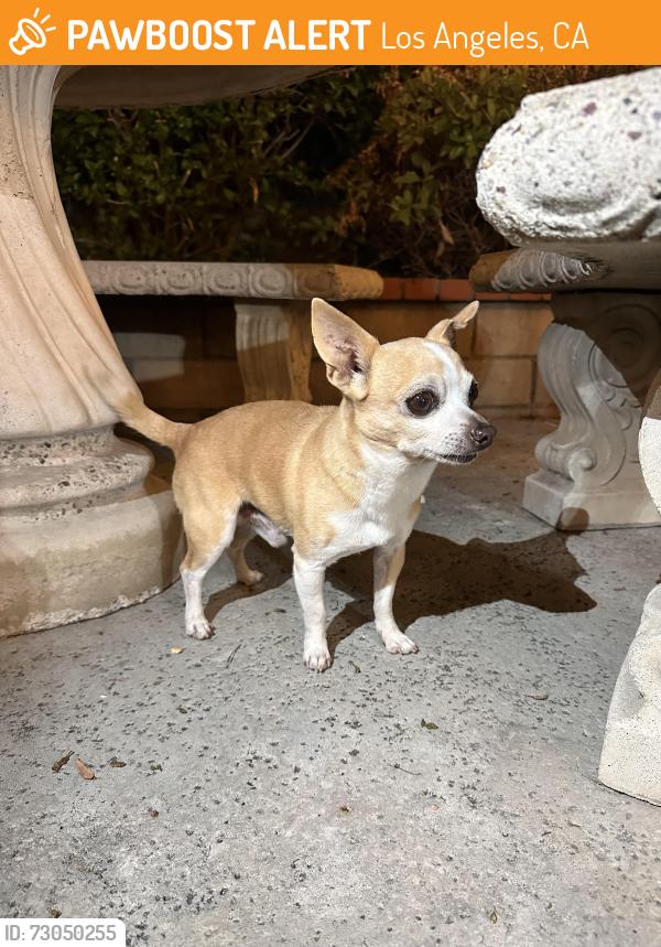Found/Stray Male Dog last seen Bell ave and 81st ST, Los Angeles, CA 90001