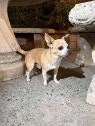 Found/Stray Male Dog last seen Bell ave and 81st ST, Los Angeles, CA 90001
