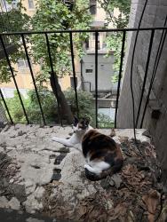 Lost Female Cat last seen 78th and 2nd , New York, NY 10075