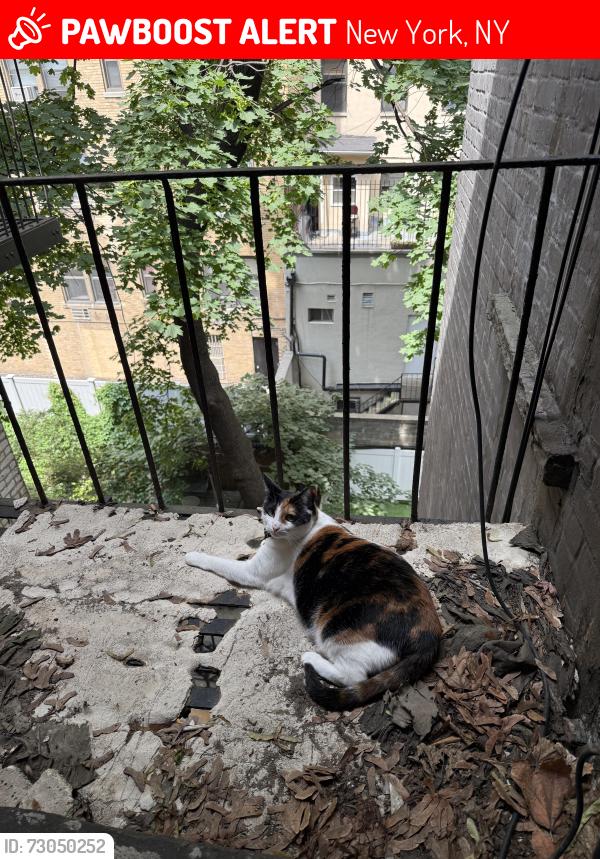 Lost Female Cat last seen 78th and 2nd , New York, NY 10075