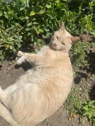 Lost Male Cat last seen Midway, San Diego, CA 92037