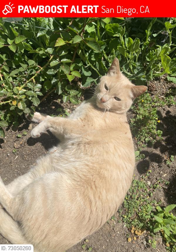Lost Male Cat last seen Midway, San Diego, CA 92037