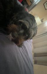 Lost Female Dog last seen Gaythorne station, Enoggera, QLD 4051