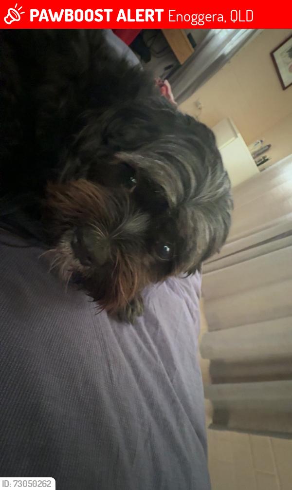 Lost Female Dog last seen Gaythorne station, Enoggera, QLD 4051
