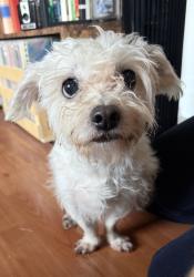 Reunited Female Dog last seen Landsdowne Ave/Barnett Way , Los Angeles, CA 90032