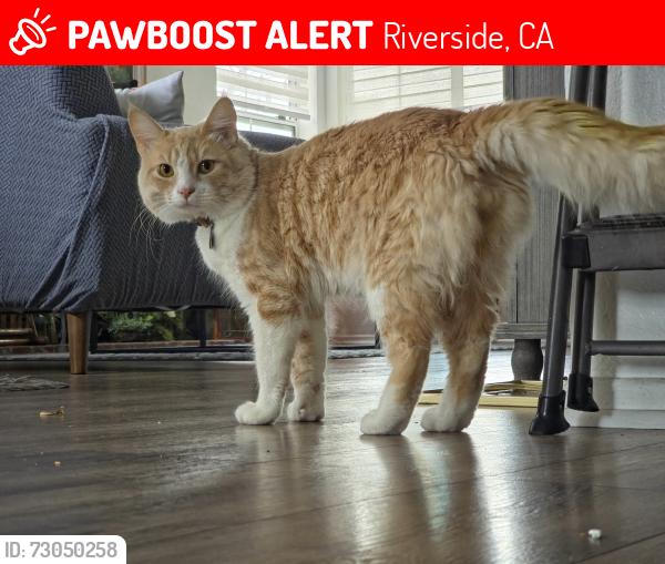 Lost Male Cat last seen Truitwein rd, Riverside, CA 92508