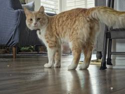 Lost Male Cat last seen Truitwein rd, Riverside, CA 92508