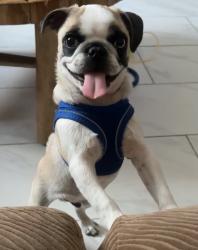 Reunited Male Dog last seen Baseline , San Bernardino, CA 92411