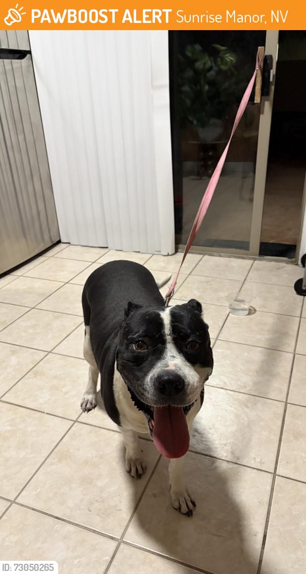 Found/Stray Female Dog last seen Sunrise Mountain Dr & Stewart Ave, Sunrise Manor, NV 89110