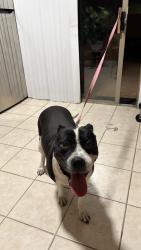 Found/Stray Female Dog last seen Sunrise Mountain Dr & Stewart Ave, Sunrise Manor, NV 89110