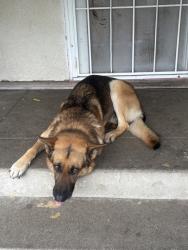 Reunited Male Dog last seen Orange St, Norwalk, CA 90650, USA, Norwalk, CA 90650