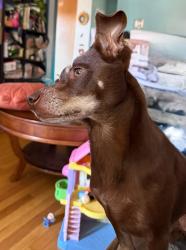 Lost Female Dog last seen Taft & Butterfield Rd, Berkeley, IL 60163