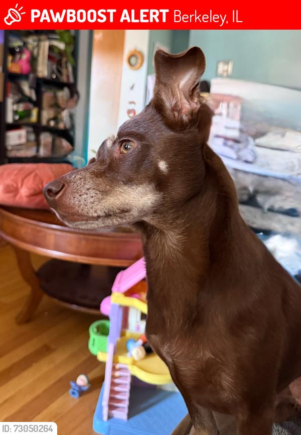 Lost Female Dog last seen Taft & Butterfield Rd, Berkeley, IL 60163