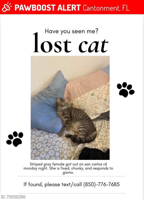 Lost Female Cat last seen San carlos rd, santa maria plaza park, Cantonment, FL 32533