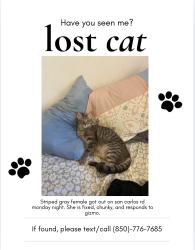 Lost Female Cat last seen San carlos rd, santa maria plaza park, Cantonment, FL 32533