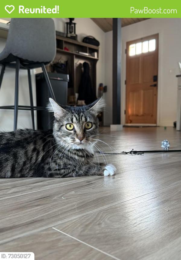 Reunited Female Cat last seen Near 110th Ave Ct E, Edgewood, WA 98372, USA, Edgewood, WA 98372