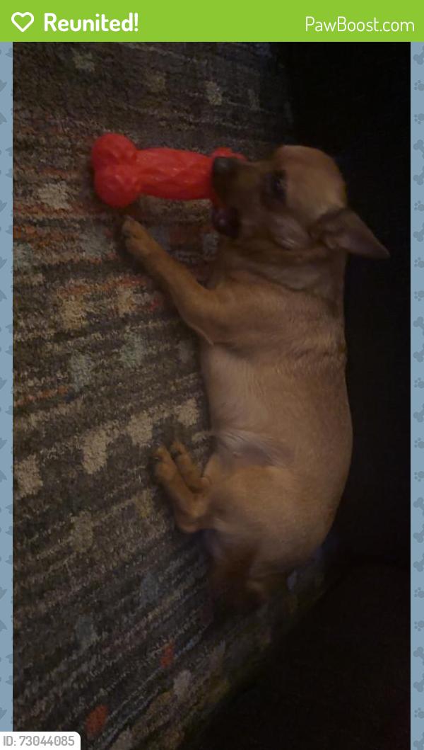Reunited Female Dog last seen Reservoir and ranck road , East Earl Township, PA 17557