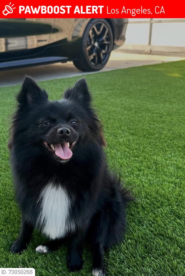 Lost Male Dog last seen woodcock ave sylmar, Los Angeles, CA 91342