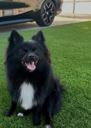 Lost Male Dog last seen woodcock ave sylmar, Los Angeles, CA 91342