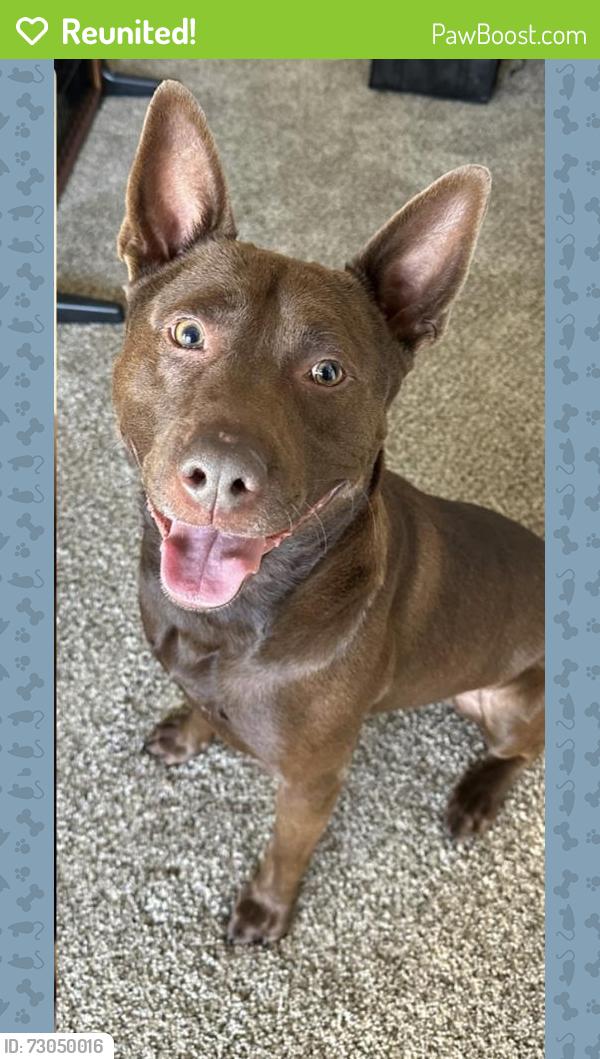 Reunited Male Dog last seen N Gilbert and Malvern , Fullerton, CA 92833