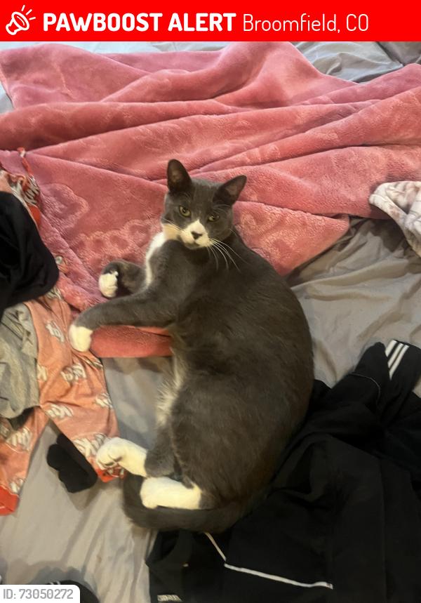 Lost Male Cat last seen Legacy high school, Broomfield, CO 80023