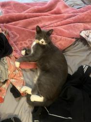 Lost Male Cat last seen Legacy high school, Broomfield, CO 80023
