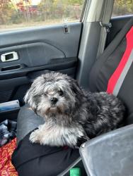 Lost Female Dog last seen Belmont Lake state park , West Babylon, NY 11704
