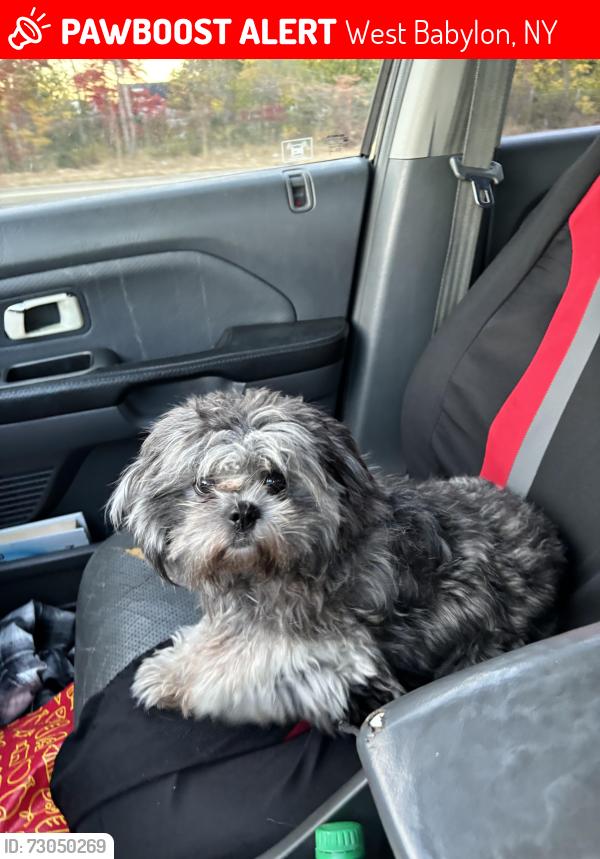 Lost Female Dog last seen Belmont Lake state park , West Babylon, NY 11704