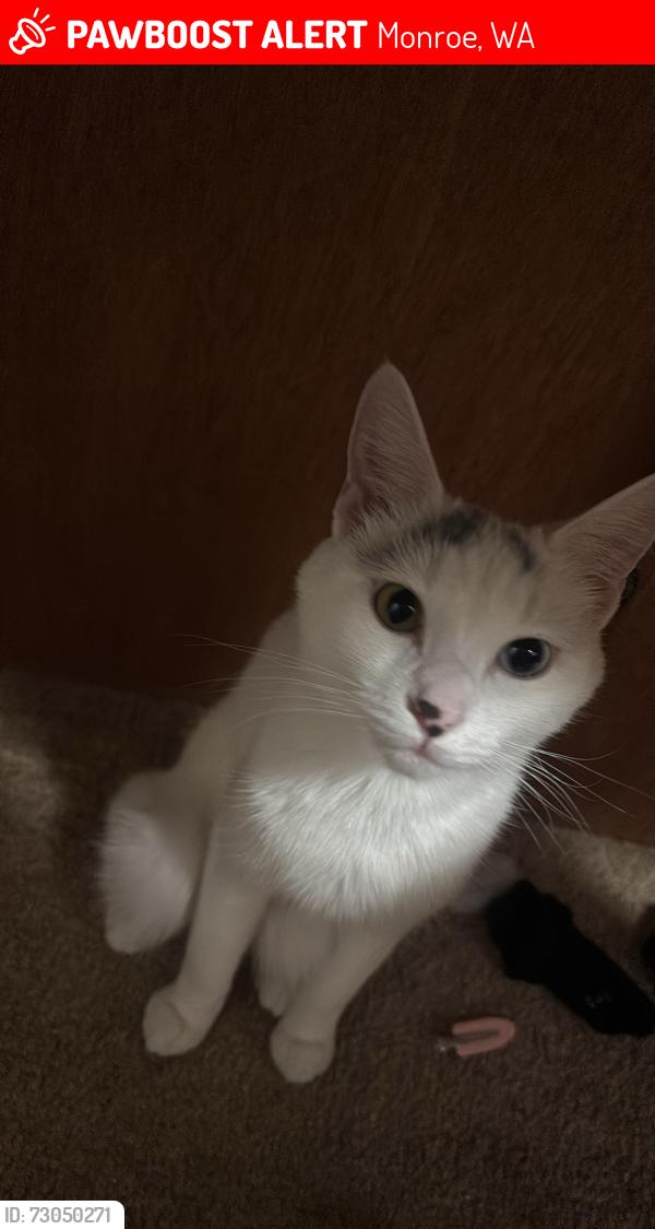 Lost Female Cat last seen Skyriver park, Monroe, WA 98272