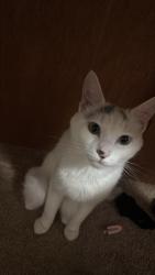 Lost Female Cat last seen Skyriver park, Monroe, WA 98272