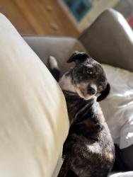 Lost Female Dog last seen Nort carolina St , Petersburg, VA 23803