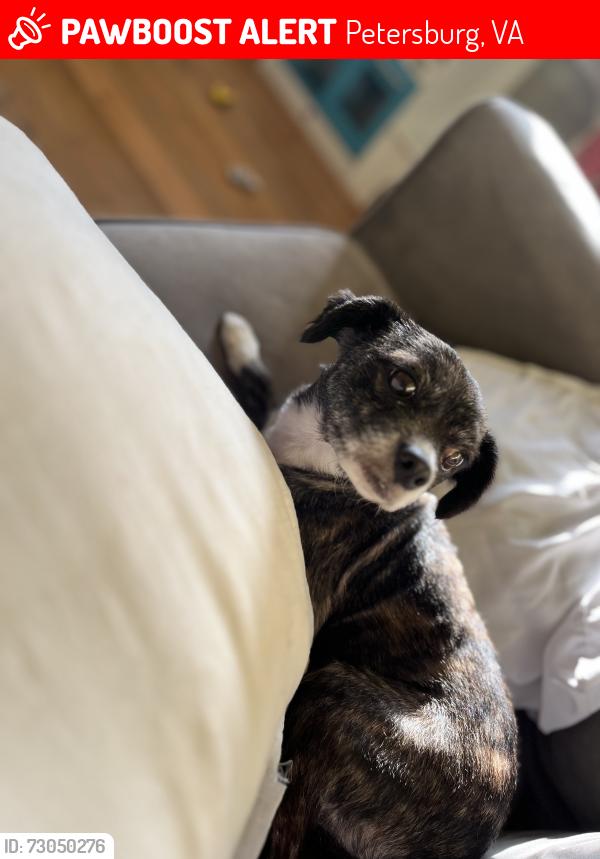 Lost Female Dog last seen Nort carolina St , Petersburg, VA 23803
