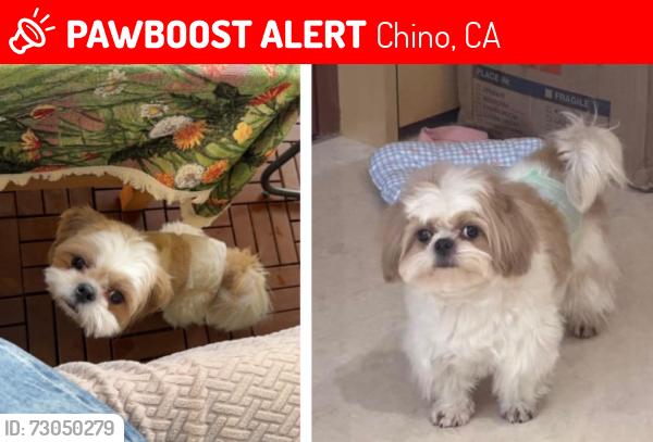Lost Male Dog last seen Meridian off Rincon Meadows & Bickmore CHINO CA , Chino, CA 91708