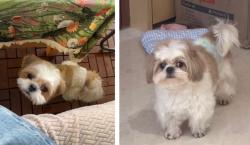 Lost Male Dog last seen Meridian off Rincon Meadows & Bickmore CHINO CA , Chino, CA 91708