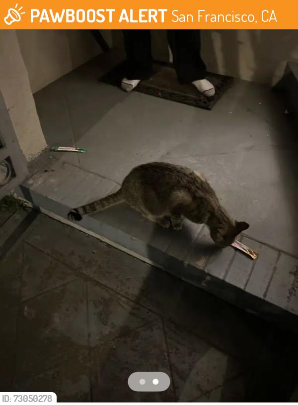 Found/Stray Unknown Cat last seen 23rd, San Francisco, CA 94122