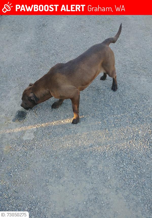 Lost Female Dog last seen 187th meridian, Graham, WA 98375