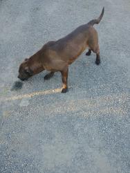 Lost Female Dog last seen 187th meridian, Graham, WA 98375