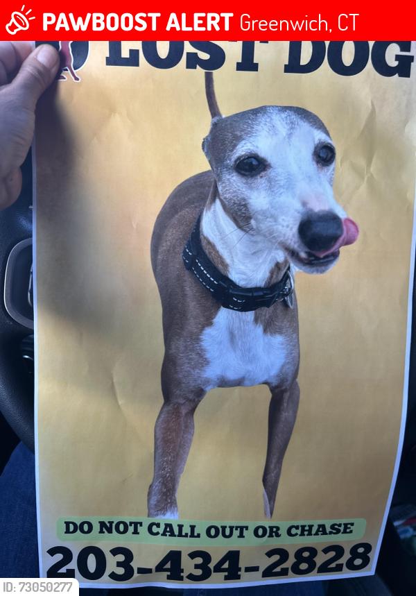 Lost Male Dog last seen Palmer hill road, Greenwich, CT 06878