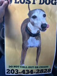 Lost Male Dog last seen Palmer hill road, Greenwich, CT 06878
