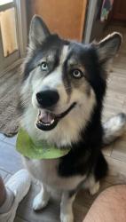Reunited Female Dog last seen Euclid and Edinger , Fountain Valley, CA 92704