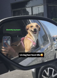 Lost Female Dog last seen Budlong and 60th , Los Angeles, CA 90062
