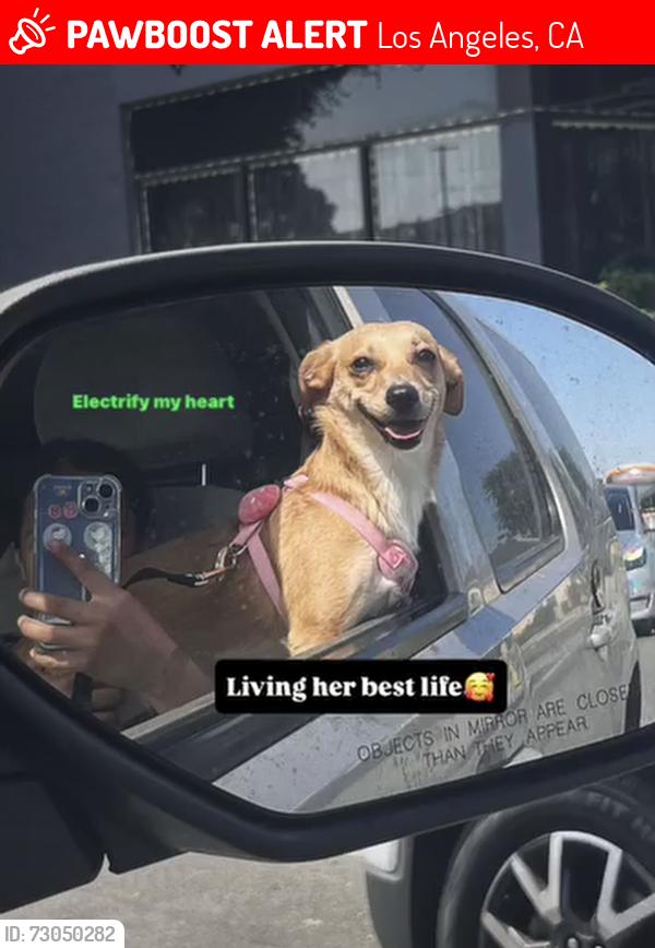 Lost Female Dog last seen Budlong and 60th , Los Angeles, CA 90062
