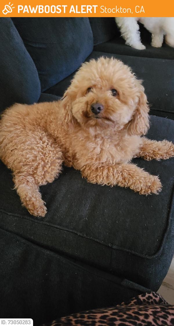 Found/Stray Male Dog last seen Lower Sacramento , Stockton, CA 95209