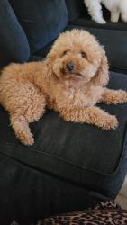 Found/Stray Male Dog last seen Lower Sacramento , Stockton, CA 95209