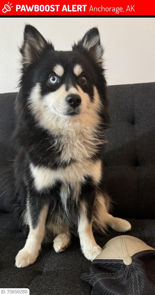 Lost Male Dog last seen Klatt and John’s Rd., Anchorage, AK 99515